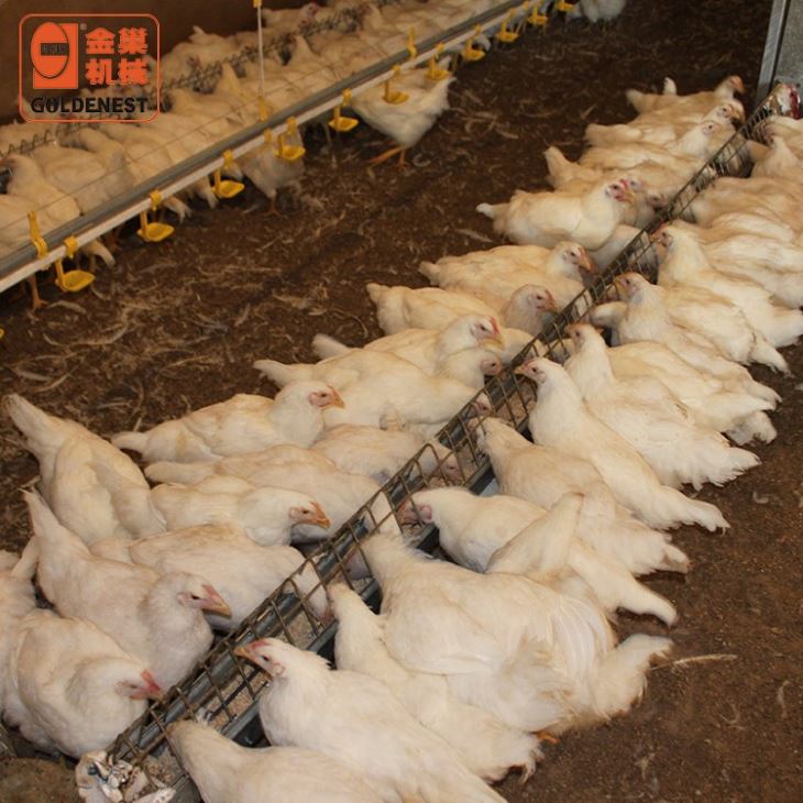 Breeder Chain -plate Open Trough Feeding System For Poultry Farming
