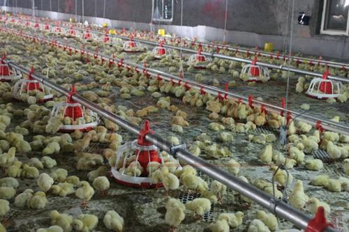 Complete Controlled Poultry Farm Equipment For Chicken House