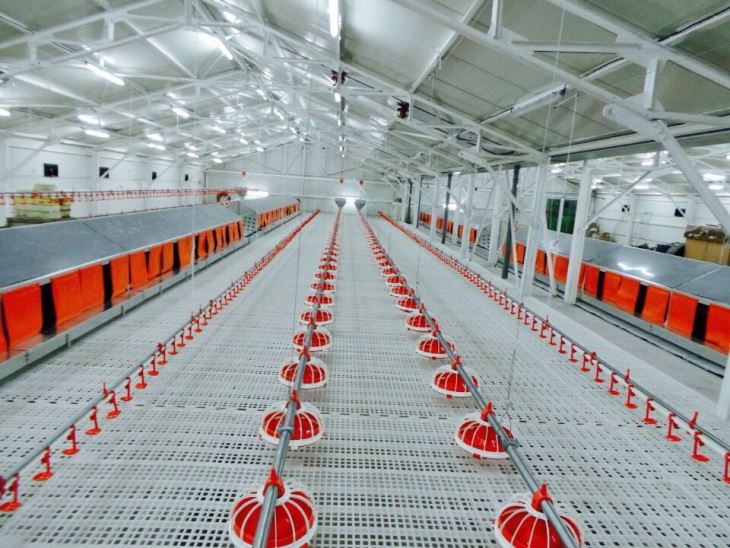 Complete Poultry Farming Equipment In Chicken House
