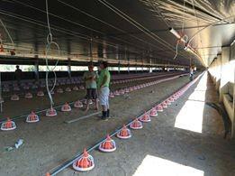 Complete Poultry Farming Equipment In Chicken House