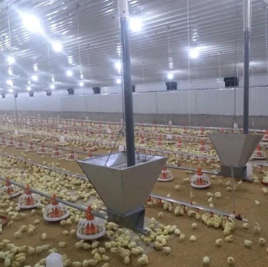 Complete Poultry Farming Equipment In Chicken House