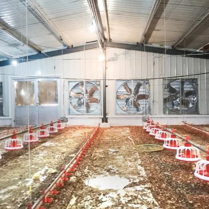 Complete Poultry Farming Equipment In Chicken House