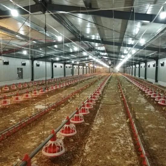Complete Poultry Farming Equipment In Chicken House