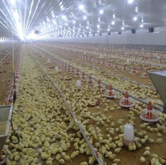Complete Poultry Farming Equipment In Chicken House