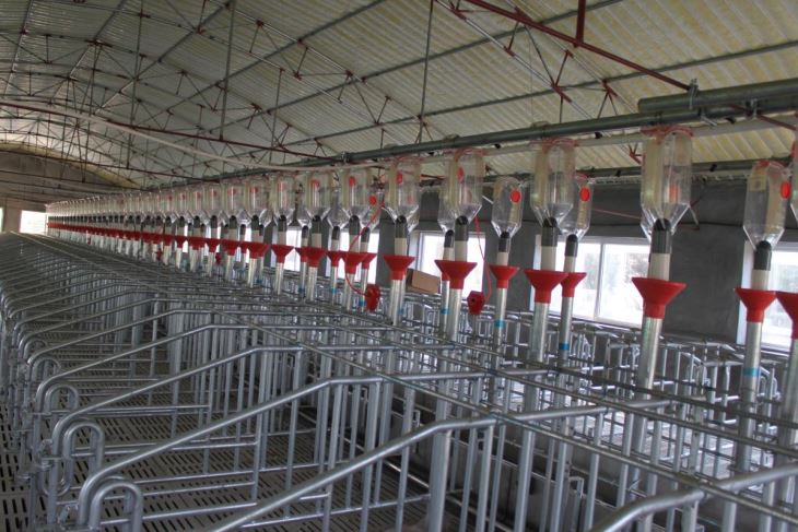 Single Gestation Sow Stall For Pig Farm Equipment